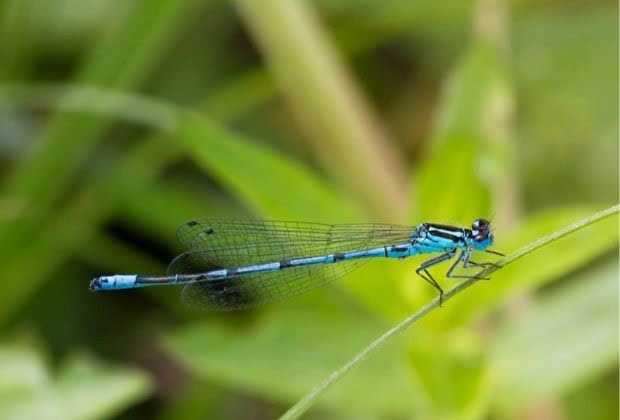 Significado Dos Insetos