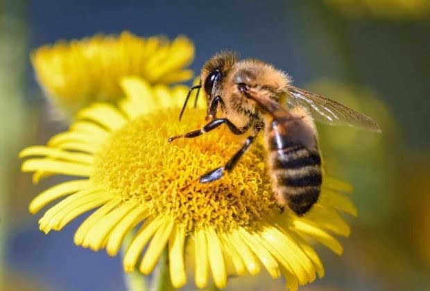 Significado Dos Insetos