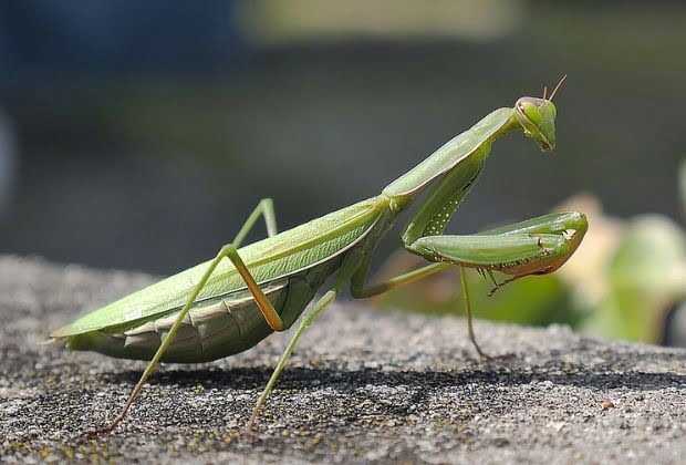 Significado Dos Insetos