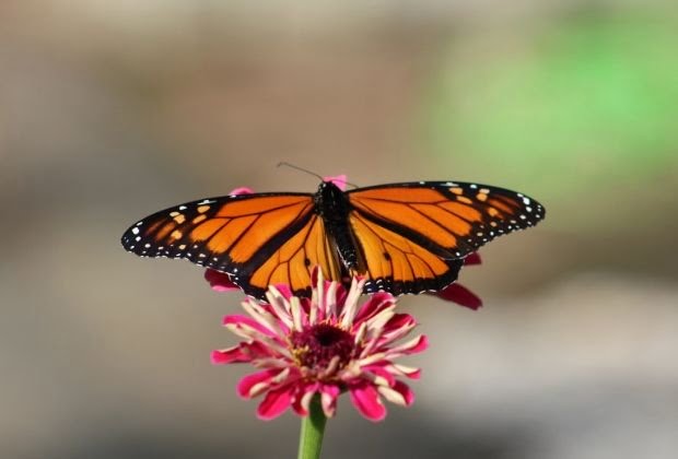 Significado Dos Insetos