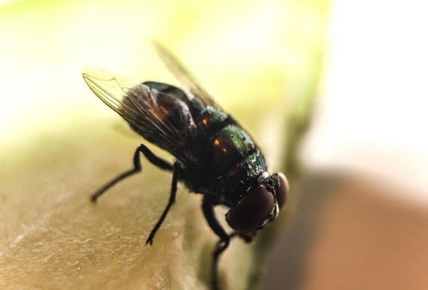 Significado Dos Insetos