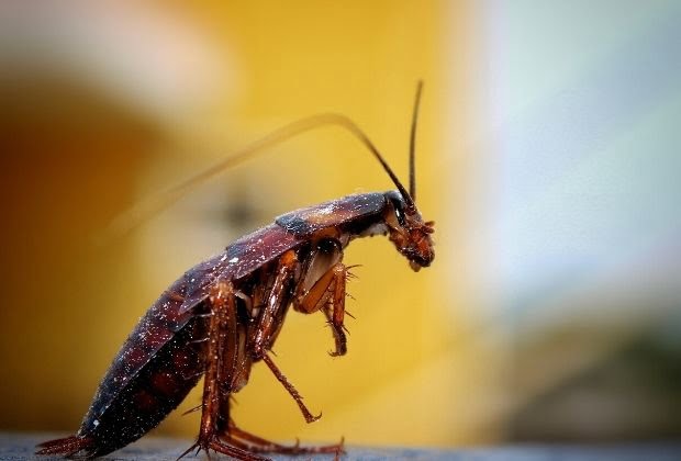 Significado Dos Insetos