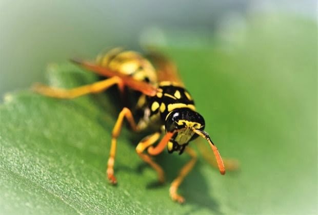 Significado Dos Insetos