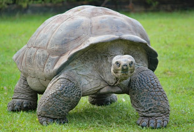 Tartaruga